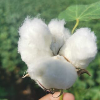 cotone made in italy