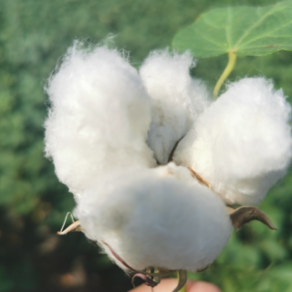 cotone 100% made in italy